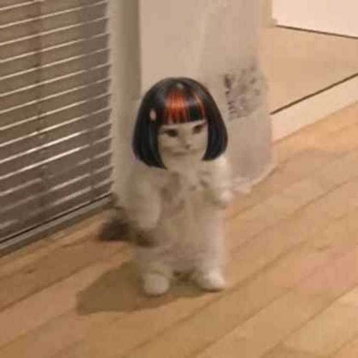 michi the cat standing on its back legs wearing claudia's black bob with orange-red bangs